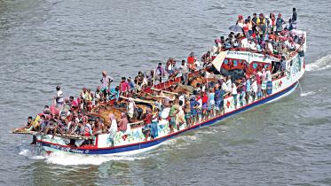 traders bringing cattle