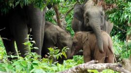 a_rare_pink_elephant_calf_was_spotted_in_borokal_upazila_of_rangamati_on_june_17_this_year._1.jpeg
