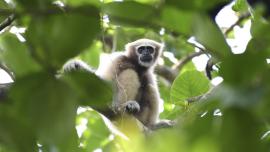 Apes of the East.jpg