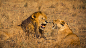 lionmasaimarasaa.png