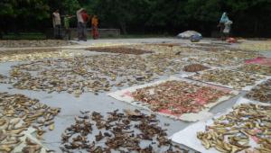 Amchur brightens 1.jpg