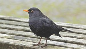 black bird.jpg