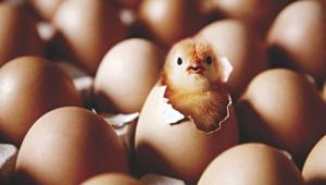 Counting chickens.jpg