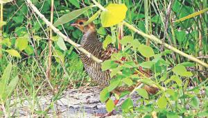 Grey Francolin.jpg