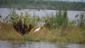 Jamuna river-Bogura  Photo- Mostafa Shabuj- (3)-min.JPG