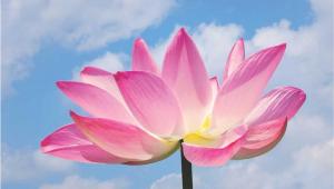 Lotus