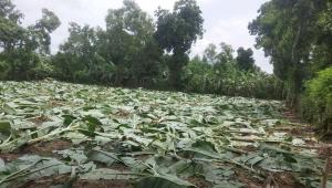 Madhupur-forestland.jpg