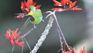 Mandar the mother tree