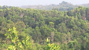 nature-based-solutions.jpg
