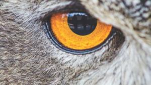 owl