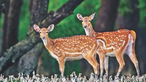 Sundarbans