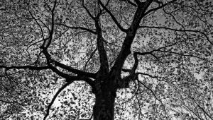 The Tree