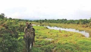 Thoughts from Chitwan