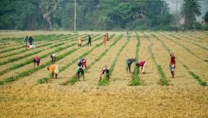 agricultural-microinsurance.jpg