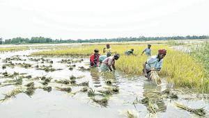 south-asia-agricultural-progress.jpg