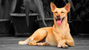 7 facts to consider before adopting a pet