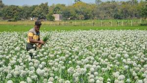 Onion field