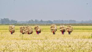 new rice varieties approved in bangladesh