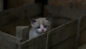 Why are we hurting the cats that need us most?        george-bonev-ecbbbfnpeya-unsplash.jpg