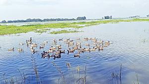 chalan-beel-1.jpg
