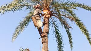 Faridpur date juice and molasses story.jpg