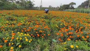Florists see hope in flower cultivation.jpg