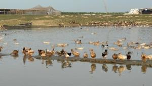 Growing Interest in Duck Farming in Haor. 10.09.2025_33f3.jpg