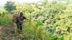 special-unedited-jhum-farming_64c9.jpg