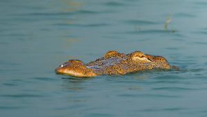 wildlife-crocodile