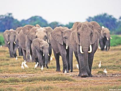 Elephant.jpg