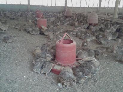 Faridpur quail birds farming