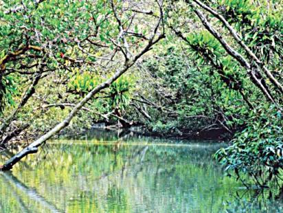 Sundarban.jpg