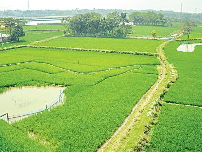 High rice prices buoy Boro acreage