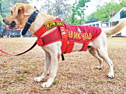 rab-dog-squad.jpg