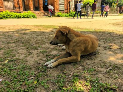 7 facts to consider before adopting a pet