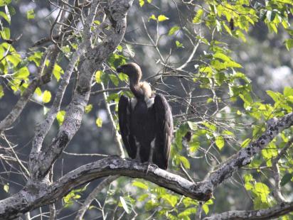 vulture-day-1.jpg