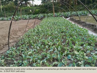 Rain damages to vegetables prices increased in market_267b.jpg