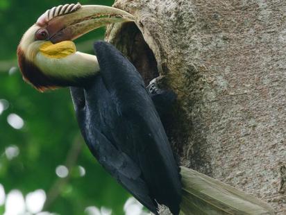 hornbill 