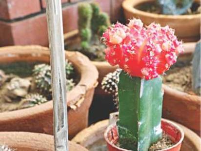 Into the World of Cacti