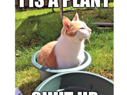 plant6.jpg