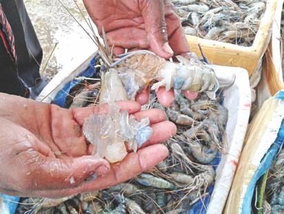 prawn 2.jpg