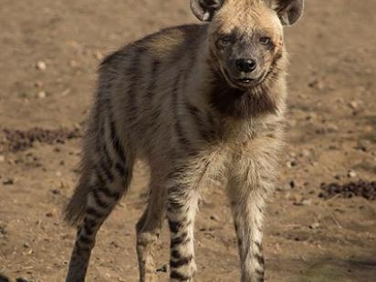Striped_Hyena_Adult.jpg