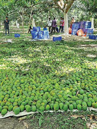 Mango-farmers.jpg