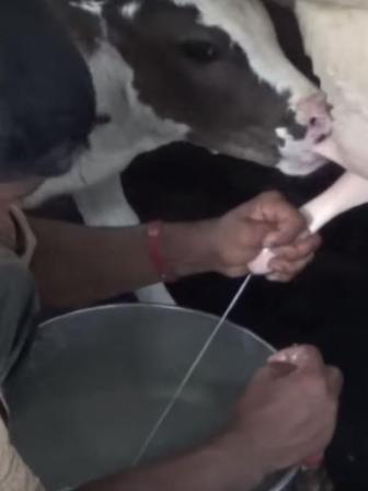 Lead in milk in Bangladesh