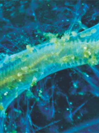 Marine organisms
