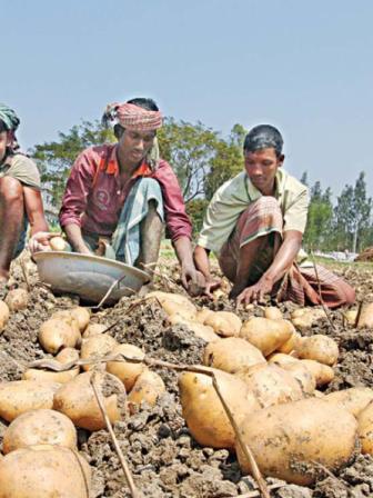 bangladesh_potato_farmers.jpg