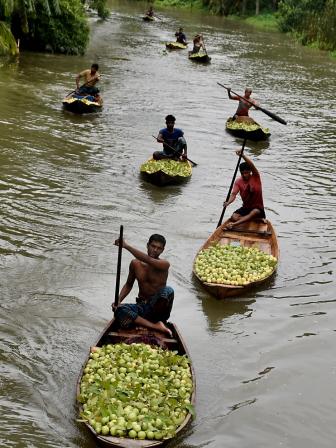 Floating guava market of Bhimruli, Pirojpur