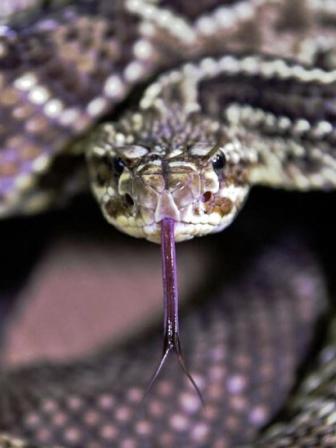 snake