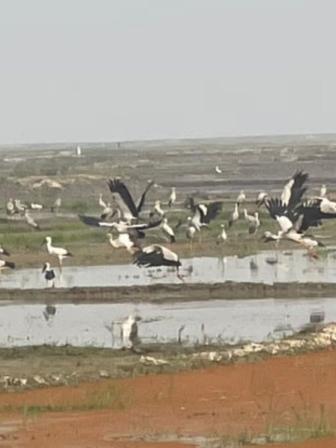 migratory_bird