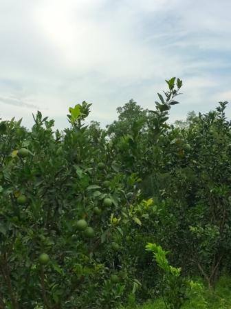 Fallen hilly land turn blessing _c3be.jpg